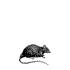 Rat