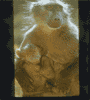 adult with infant