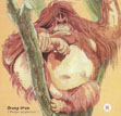 orangutan portrait