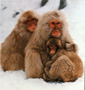 Web image search