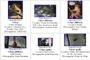 various species of capuchin